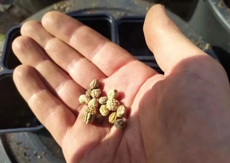 买点旱金莲的大种子,教你几招让它一个半月长成开花盆栽|旱金莲|播种