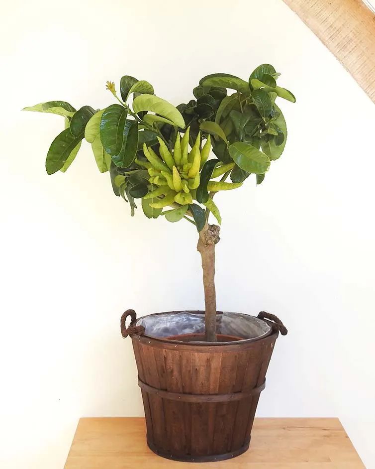 香橼的变异品种,佛手养成盆栽水果|佛手|盆栽|香橼_新浪新闻