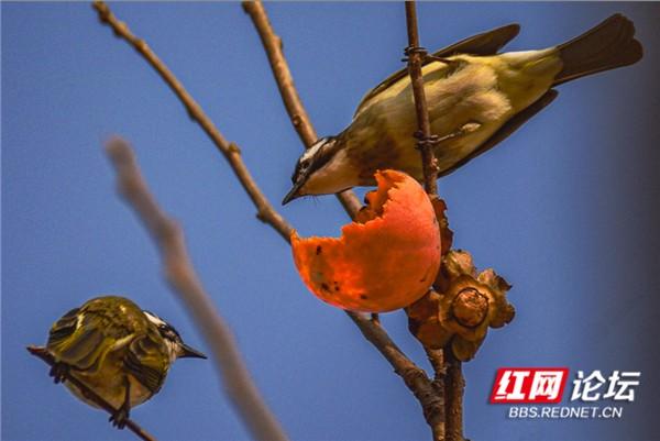 这是鸟柿子吗？果子熟了，吃得贼香的居然是早起的鸟儿休闲区蓝鸢梦想 - Www.slyday.coM