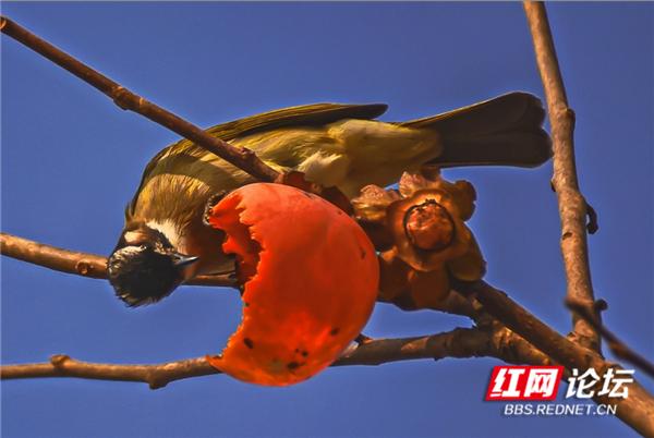 这是鸟柿子吗？果子熟了，吃得贼香的居然是早起的鸟儿休闲区蓝鸢梦想 - Www.slyday.coM