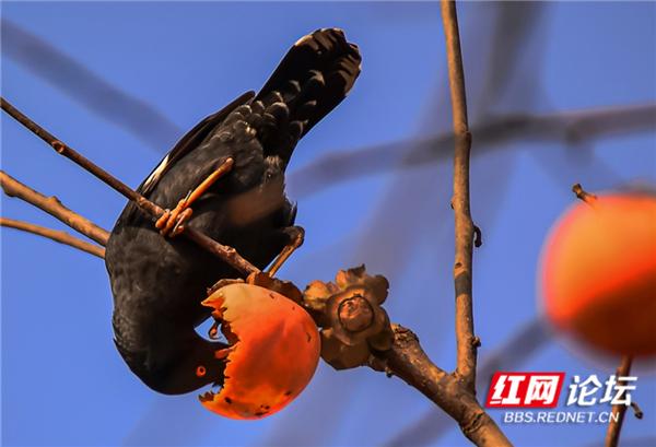 这是鸟柿子吗？果子熟了，吃得贼香的居然是早起的鸟儿休闲区蓝鸢梦想 - Www.slyday.coM