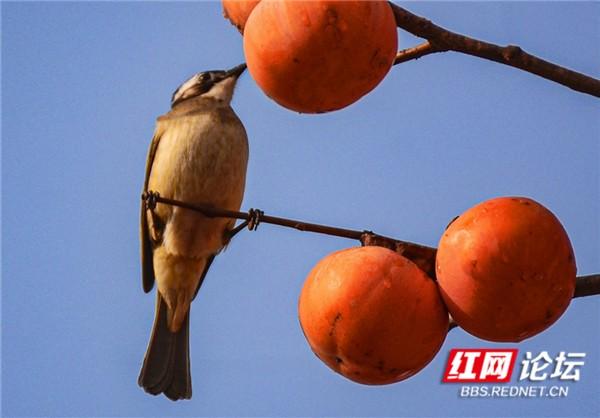 这是鸟柿子吗？果子熟了，吃得贼香的居然是早起的鸟儿休闲区蓝鸢梦想 - Www.slyday.coM