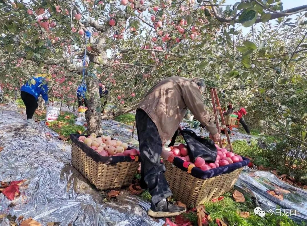400亩!烟台龙口这个村种的苹果丰收啦!一斤卖到6块多!__财经头条