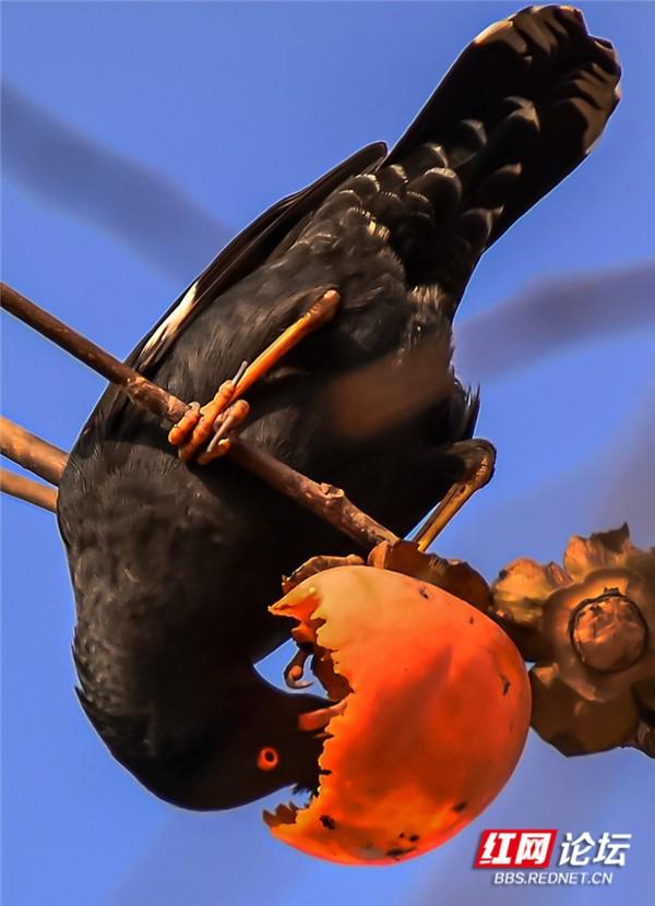 这是鸟柿子吗？果子熟了，吃得贼香的居然是早起的鸟儿休闲区蓝鸢梦想 - Www.slyday.coM
