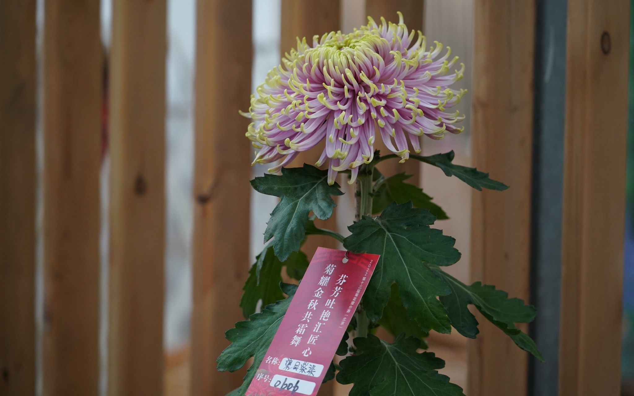 北京世界花卉大观园上演"斗菊会",500余种菊花"参赛"|北京市|文化节