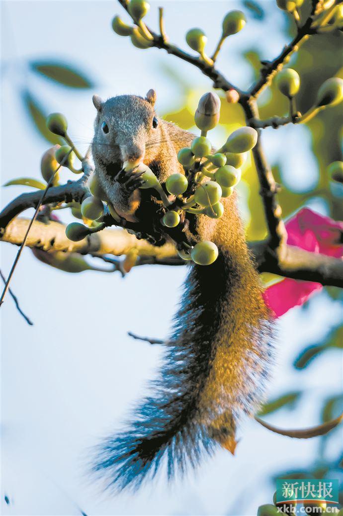 蛰居“乡下”多年的动物们 频频在羊城市中心露脸休闲区蓝鸢梦想 - Www.slyday.coM
