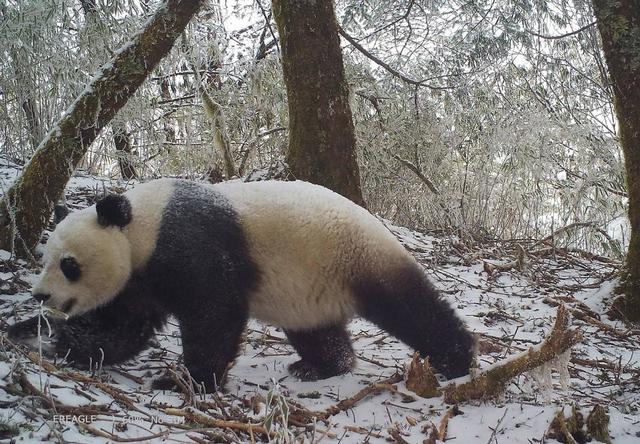 美姑大风顶拍到的大熊猫,美姑县委宣传部供图