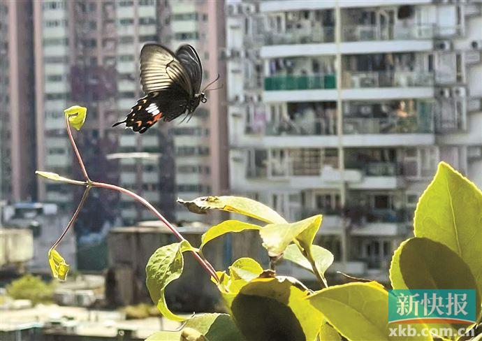 蛰居“乡下”多年的动物们 频频在羊城市中心露脸休闲区蓝鸢梦想 - Www.slyday.coM