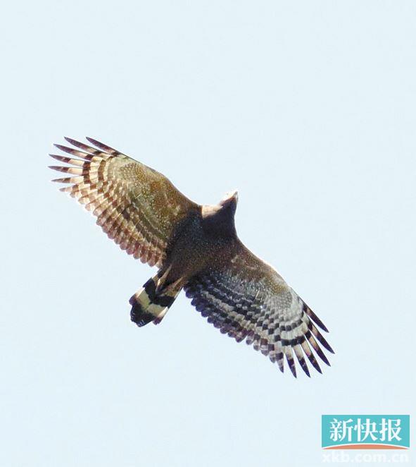 蛰居“乡下”多年的动物们 频频在羊城市中心露脸休闲区蓝鸢梦想 - Www.slyday.coM