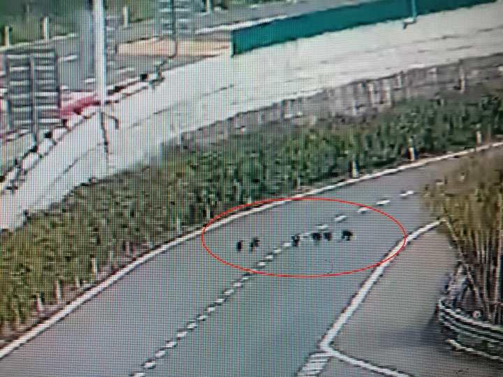 最美高速路段，突然来了六名“不速之客”，杭州交警这份提醒要记牢休闲区蓝鸢梦想 - Www.slyday.coM