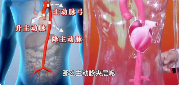 后背疼，别以为是累的，可能与多种病有关！一文读懂不同位置的疼痛信号休闲区蓝鸢梦想 - Www.slyday.coM