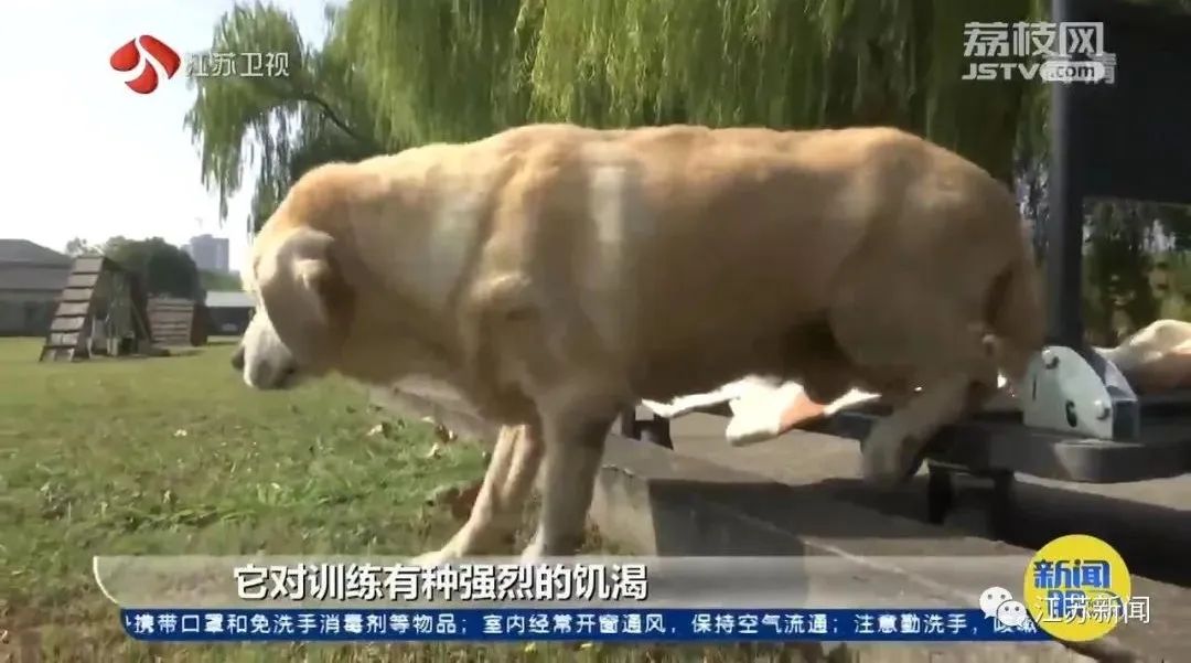 是庆生也是最后的告别！小虎，谢谢你来到这世界！休闲区蓝鸢梦想 - Www.slyday.coM