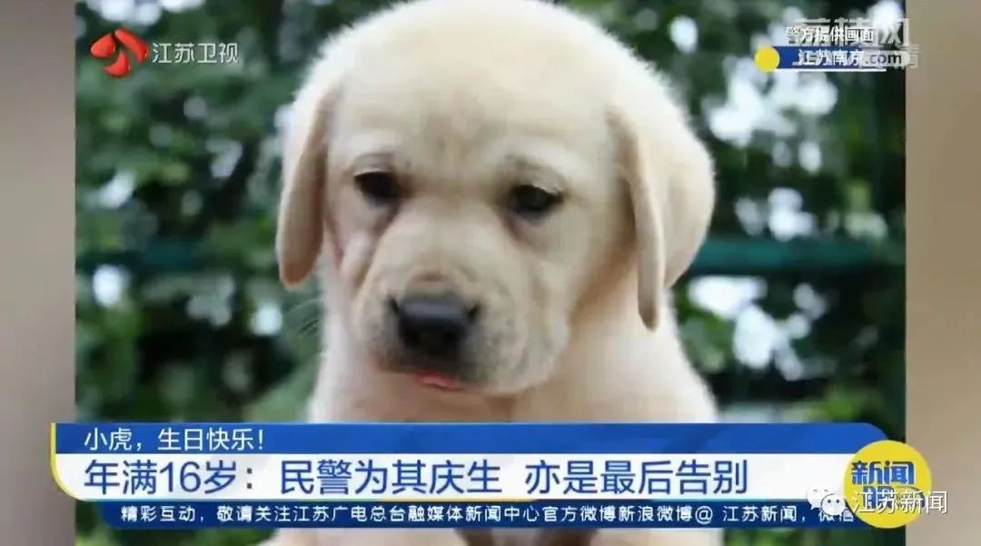 是庆生也是最后的告别！小虎，谢谢你来到这世界！休闲区蓝鸢梦想 - Www.slyday.coM