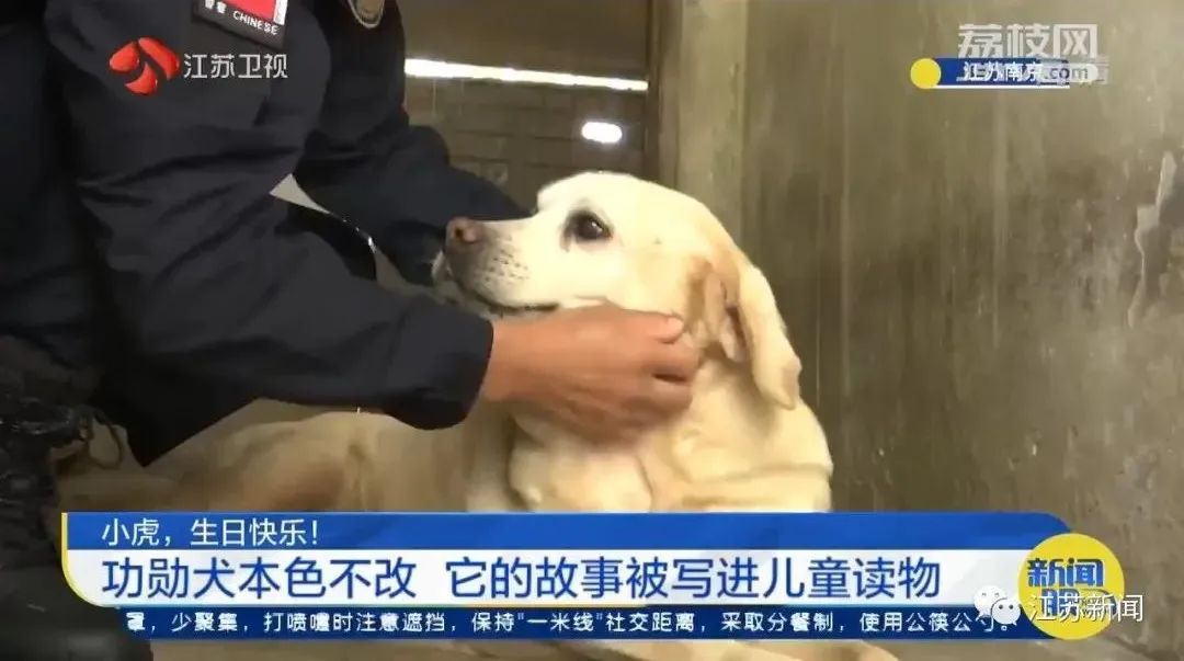 是庆生也是最后的告别！小虎，谢谢你来到这世界！休闲区蓝鸢梦想 - Www.slyday.coM