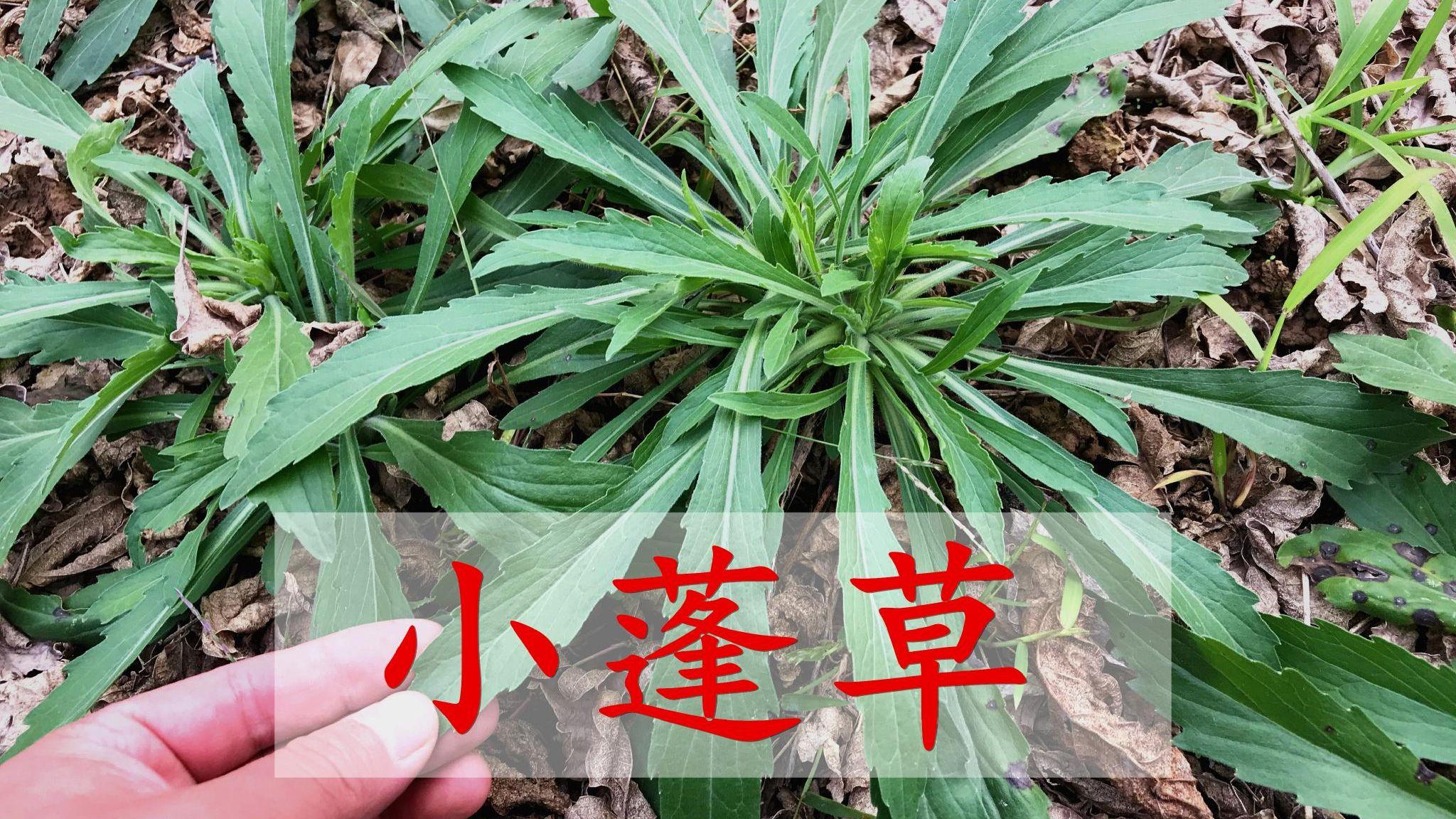 有名的入侵植物小蓬草,还有5大厉害作用,懂的人常常采一些回家__财经头条