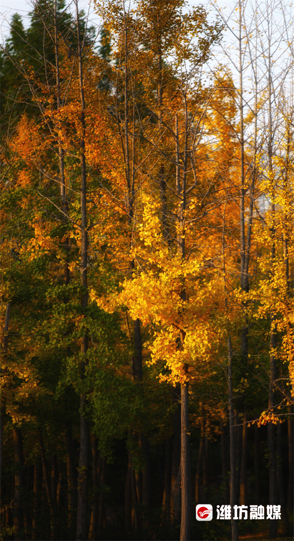 潍坊的晚秋，也太浪漫了吧！休闲区蓝鸢梦想 - Www.slyday.coM