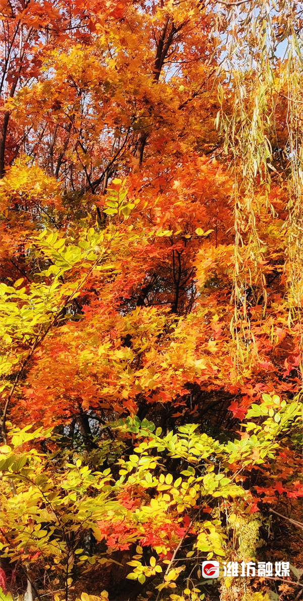 潍坊的晚秋，也太浪漫了吧！休闲区蓝鸢梦想 - Www.slyday.coM