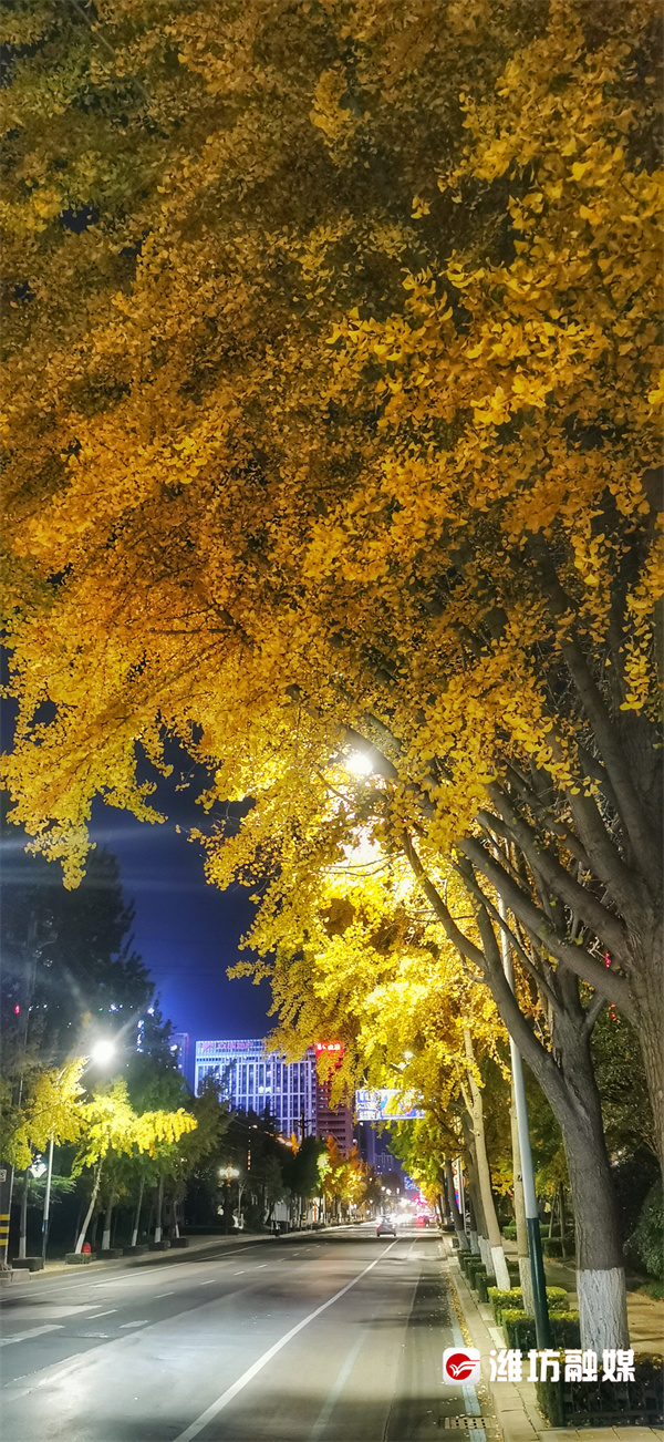 潍坊的晚秋，也太浪漫了吧！休闲区蓝鸢梦想 - Www.slyday.coM