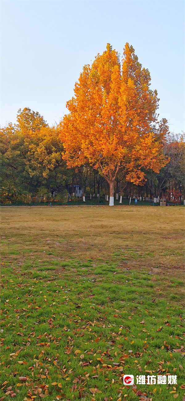 潍坊的晚秋，也太浪漫了吧！休闲区蓝鸢梦想 - Www.slyday.coM