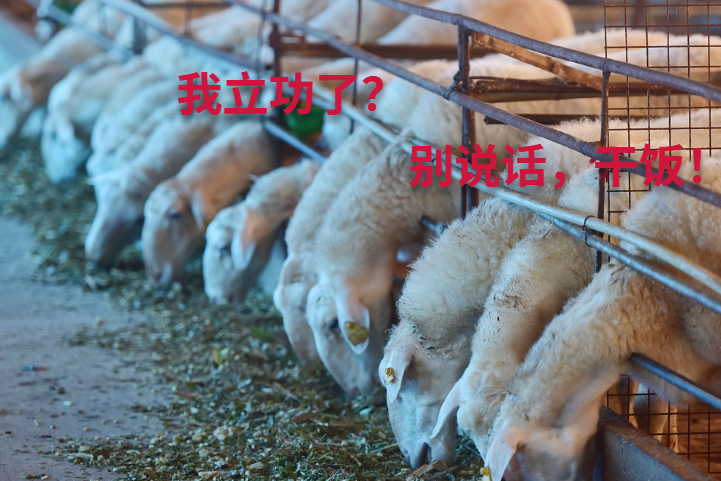 浙江湖羊立功了!“植物杀手”成羊口中的美味__财经头条