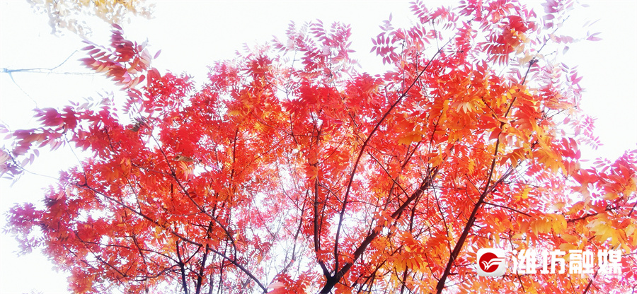 潍坊的晚秋，也太浪漫了吧！休闲区蓝鸢梦想 - Www.slyday.coM