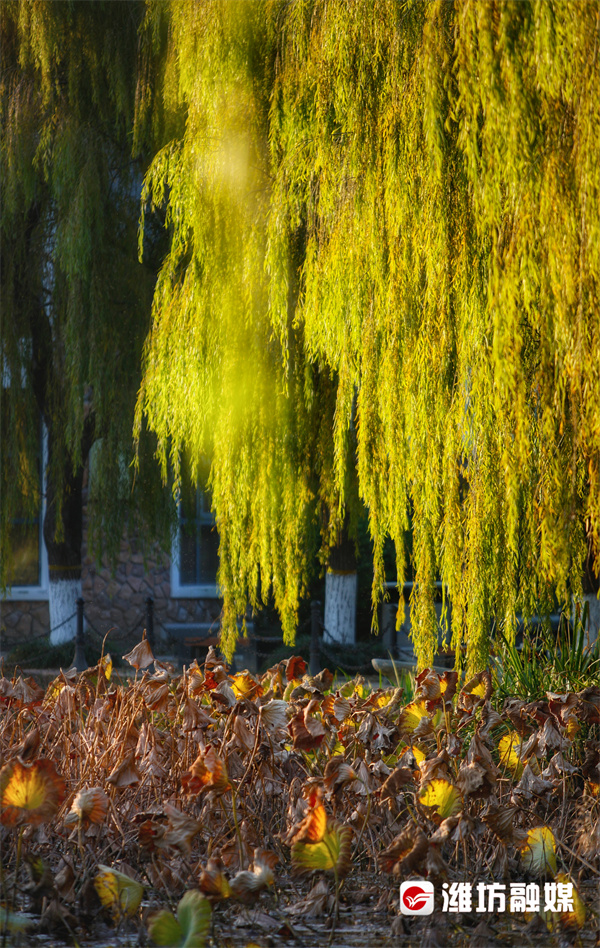 潍坊的晚秋，也太浪漫了吧！休闲区蓝鸢梦想 - Www.slyday.coM