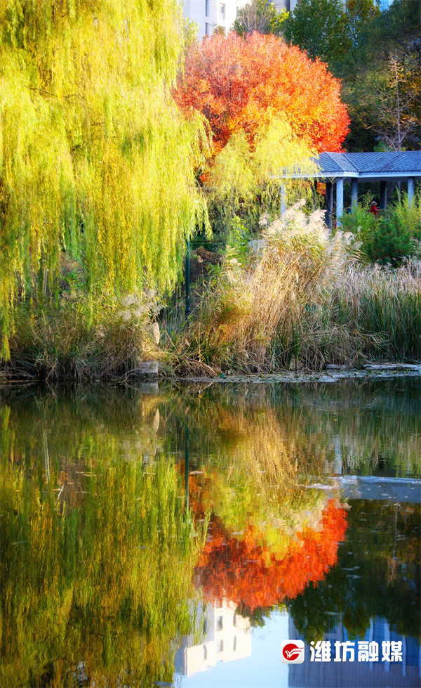 潍坊的晚秋，也太浪漫了吧！休闲区蓝鸢梦想 - Www.slyday.coM