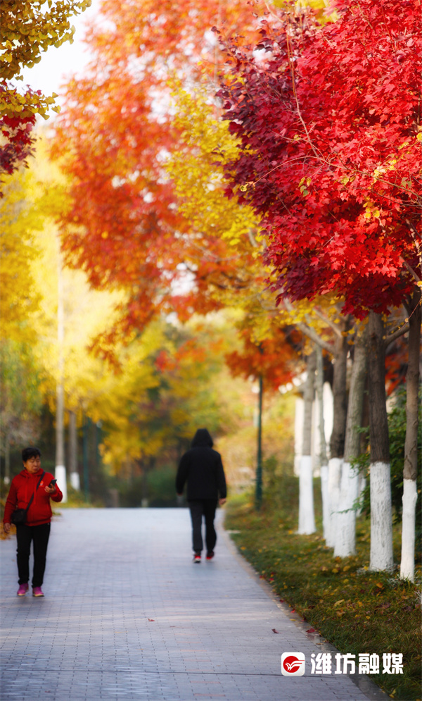 潍坊的晚秋，也太浪漫了吧！休闲区蓝鸢梦想 - Www.slyday.coM