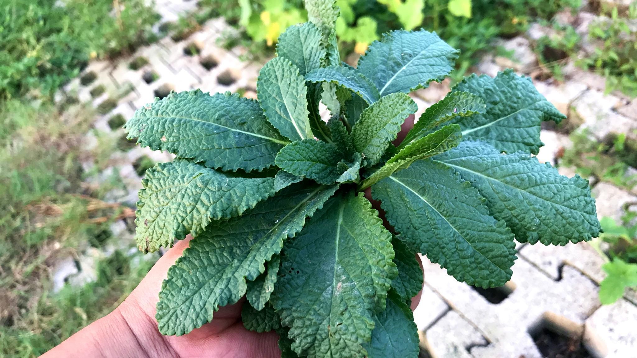 农村常见的蛤蟆草煮水作用厉害了,懂的人常拔回家,有啥价值呢?