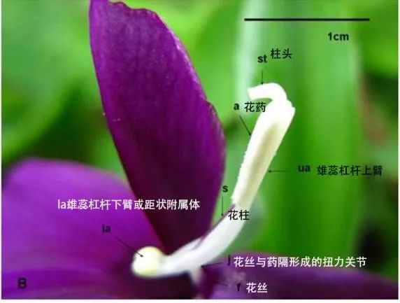 起了这么个不起眼的名字，她竟然是植物界的“斜杠青年”“物理高手”休闲区蓝鸢梦想 - Www.slyday.coM
