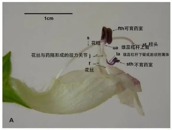 起了这么个不起眼的名字，她竟然是植物界的“斜杠青年”“物理高手”休闲区蓝鸢梦想 - Www.slyday.coM