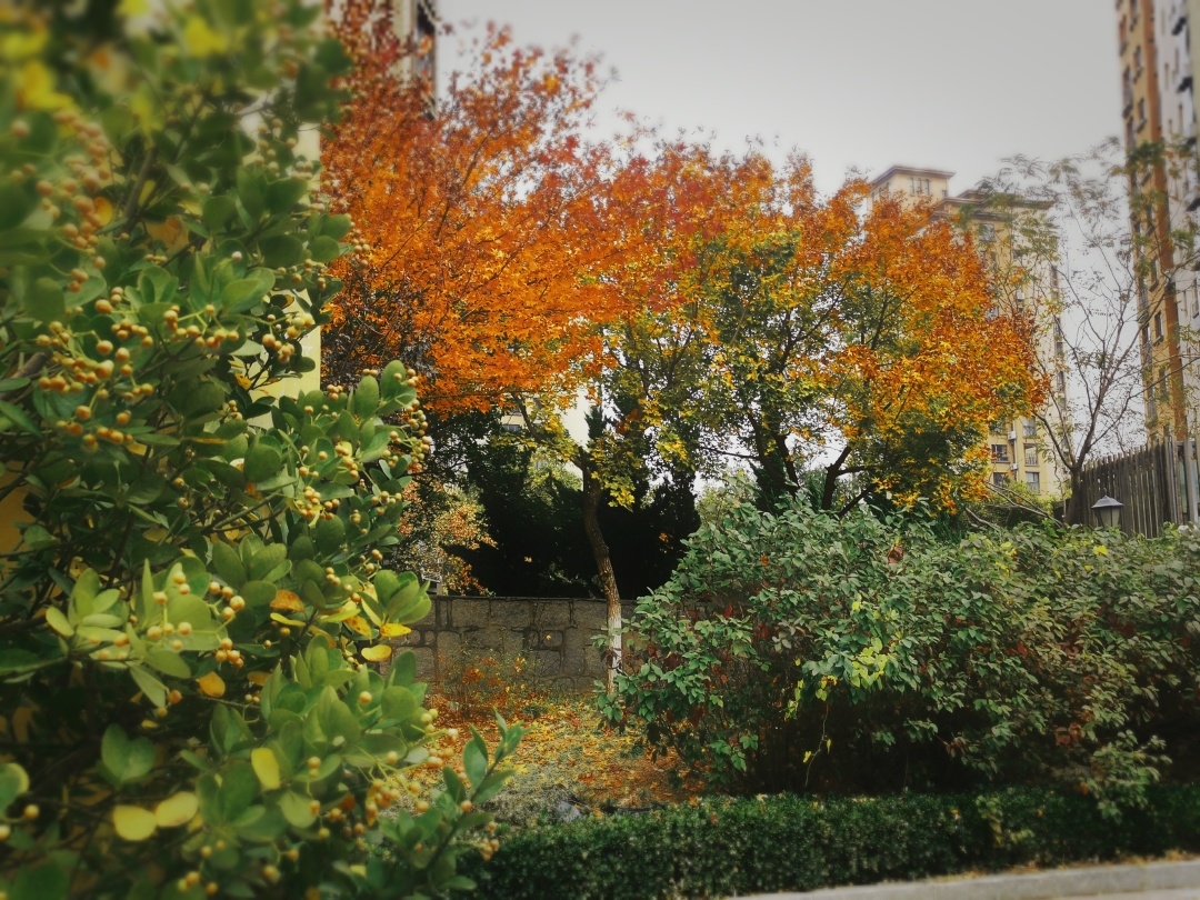 “在秋天，一起拍”第十二辑休闲区蓝鸢梦想 - Www.slyday.coM