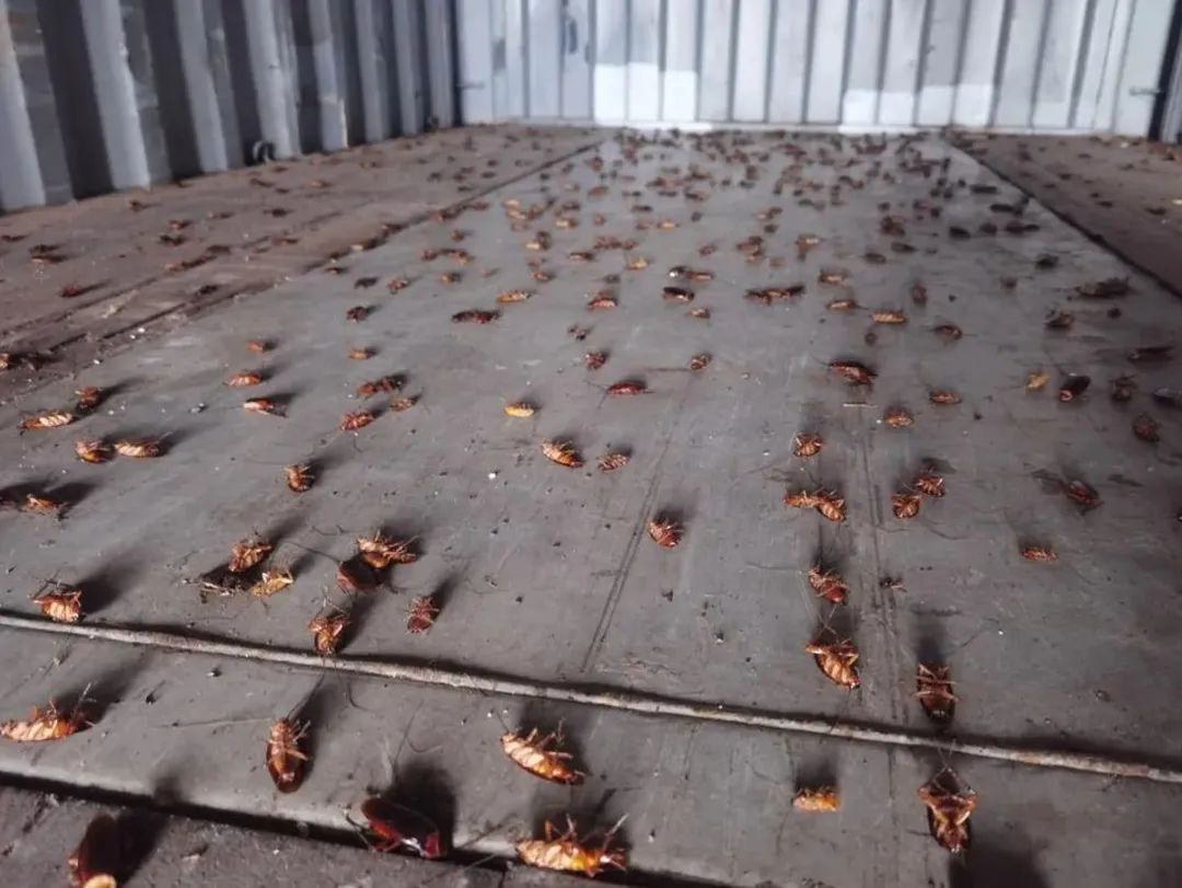 厦门海关截获“黑寡妇”活体！比响尾蛇毒十倍以上休闲区蓝鸢梦想 - Www.slyday.coM