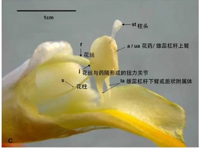 起了这么个不起眼的名字，她竟然是植物界的“斜杠青年”“物理高手”休闲区蓝鸢梦想 - Www.slyday.coM
