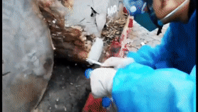 厦门海关截获“黑寡妇”活体！比响尾蛇毒十倍以上休闲区蓝鸢梦想 - Www.slyday.coM