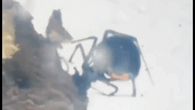 厦门海关截获“黑寡妇”活体！比响尾蛇毒十倍以上休闲区蓝鸢梦想 - Www.slyday.coM