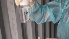 厦门海关截获“黑寡妇”活体！比响尾蛇毒十倍以上休闲区蓝鸢梦想 - Www.slyday.coM