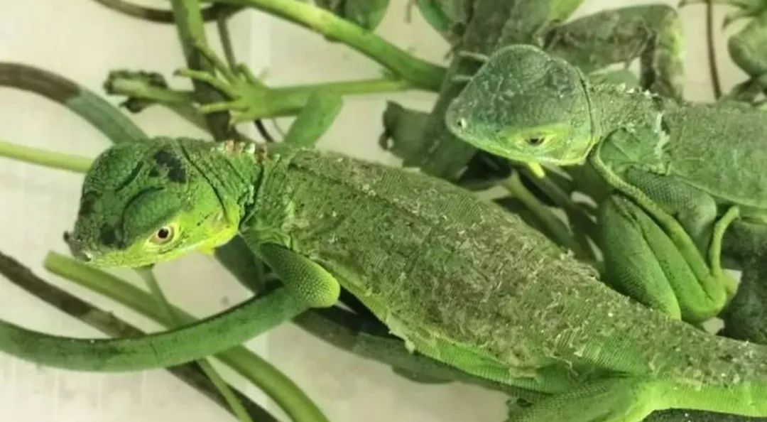 厦门海关截获“黑寡妇”活体！比响尾蛇毒十倍以上休闲区蓝鸢梦想 - Www.slyday.coM