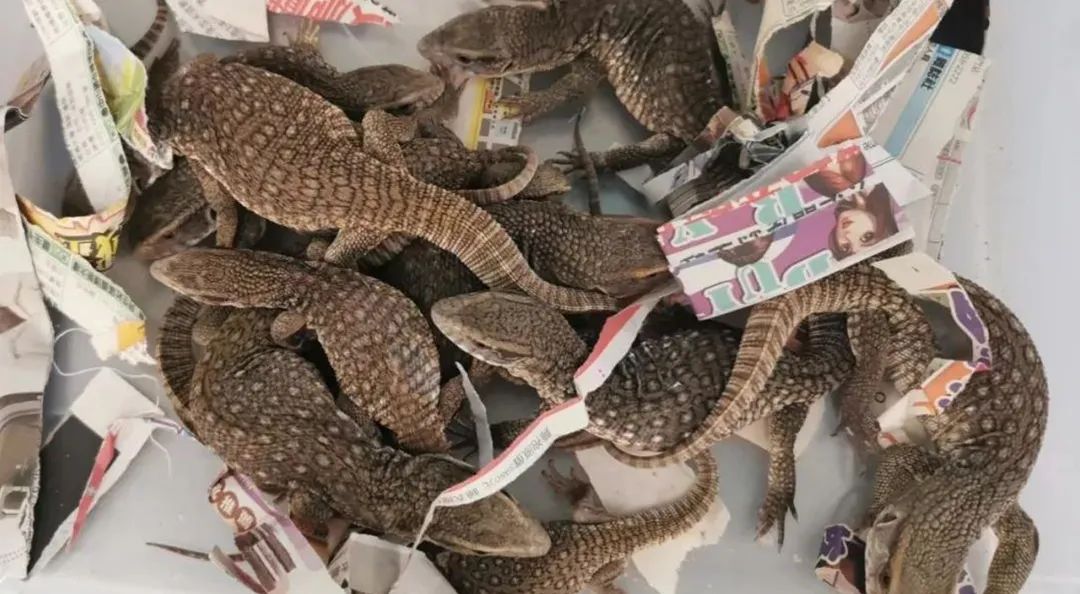 厦门海关截获“黑寡妇”活体！比响尾蛇毒十倍以上休闲区蓝鸢梦想 - Www.slyday.coM