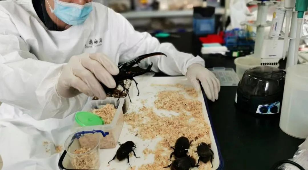 厦门海关截获“黑寡妇”活体！比响尾蛇毒十倍以上休闲区蓝鸢梦想 - Www.slyday.coM