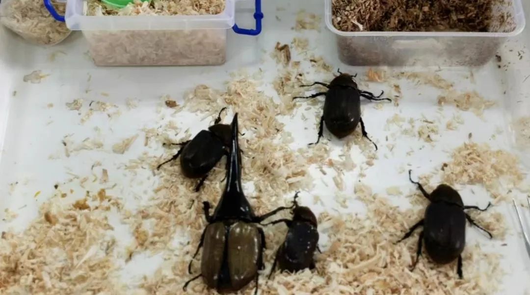 厦门海关截获“黑寡妇”活体！比响尾蛇毒十倍以上休闲区蓝鸢梦想 - Www.slyday.coM