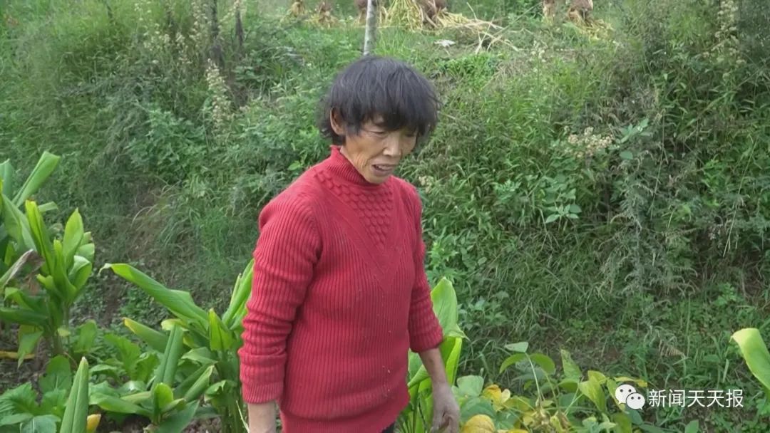 偷吃红薯被发现，乐山这里的村民懵了，这是啥动物？休闲区蓝鸢梦想 - Www.slyday.coM