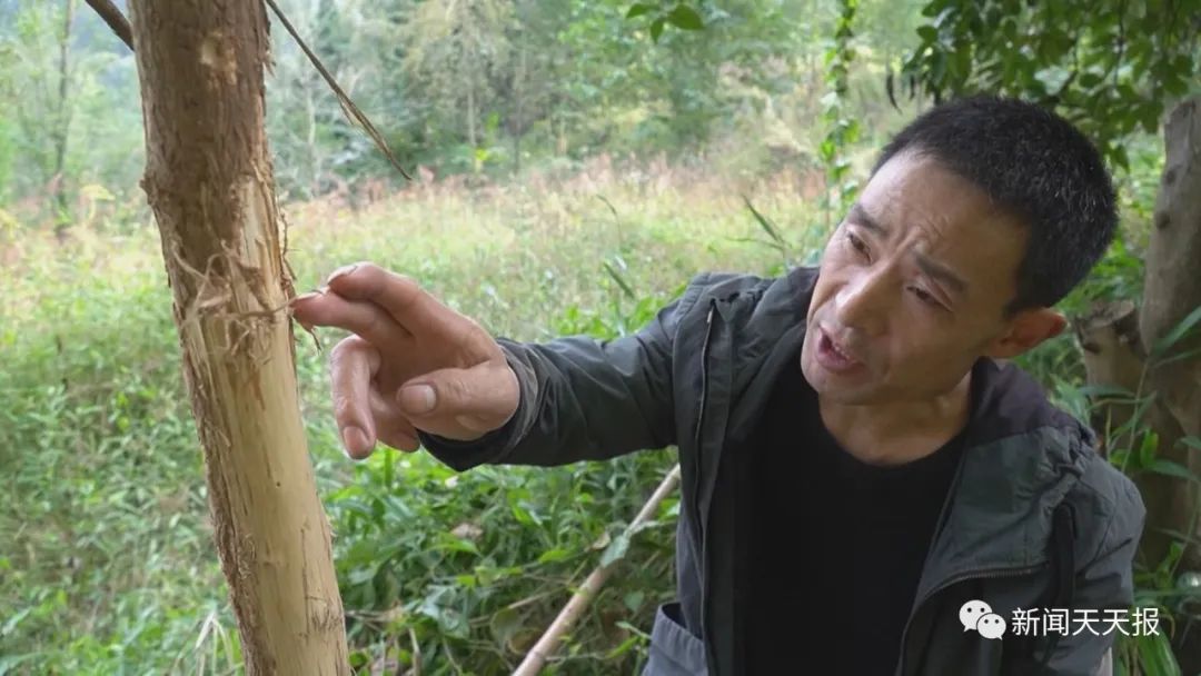 偷吃红薯被发现，乐山这里的村民懵了，这是啥动物？休闲区蓝鸢梦想 - Www.slyday.coM