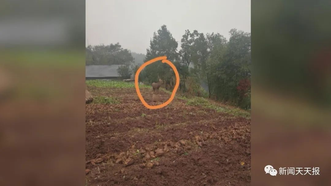 偷吃红薯被发现，乐山这里的村民懵了，这是啥动物？休闲区蓝鸢梦想 - Www.slyday.coM