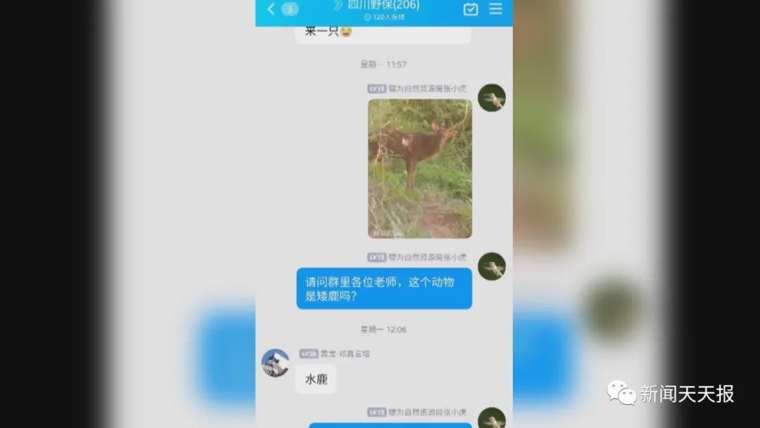 偷吃红薯被发现，乐山这里的村民懵了，这是啥动物？休闲区蓝鸢梦想 - Www.slyday.coM