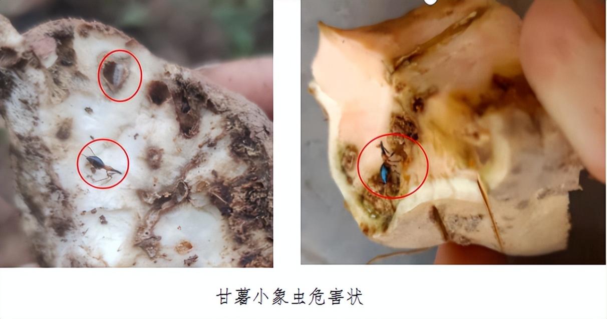 合江:村里种的红薯普遍病虫害 减产超过一半 治疗方案来了__财经头条