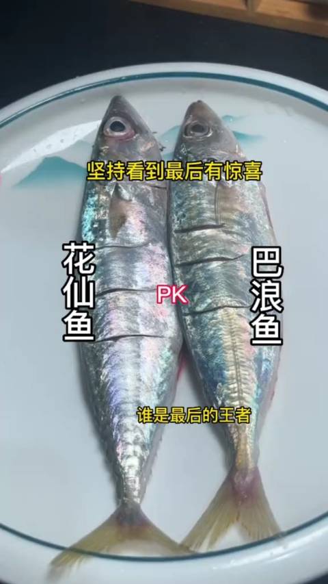 巴浪鱼和花仙鱼的区别,巴浪鱼尾部上来有鳞片而花仙没有|味蕾|见识|城市_新浪新闻
