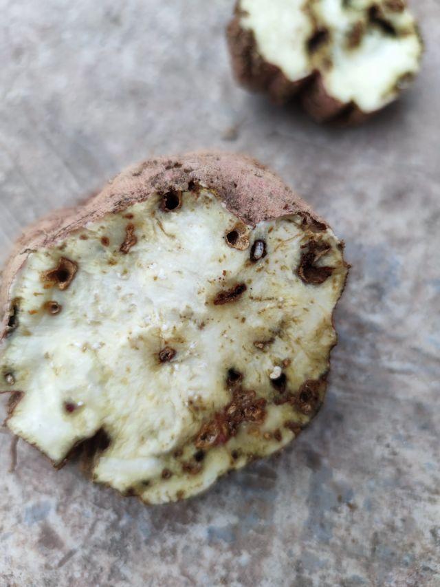 合江:村里种的红薯普遍病虫害 减产超过一半 治疗方案来了__财经头条