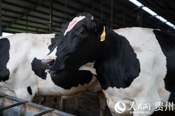 贵州好一多“双十一”享好礼：“新鲜订” 平台将送出“青梅竹马”系列优惠休闲区蓝鸢梦想 - Www.slyday.coM