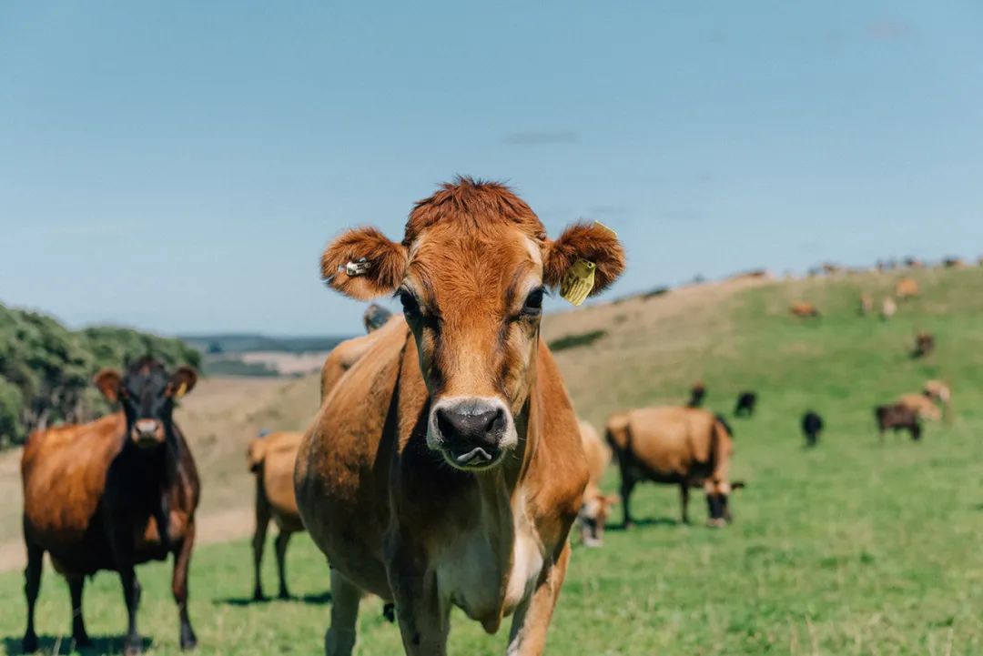 进博会上，一群人排队等着吃火锅……奶酪做的！休闲区蓝鸢梦想 - Www.slyday.coM